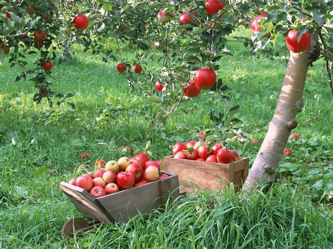 Mencangkok pokok buah pada musim bunga: kaedah terbaik