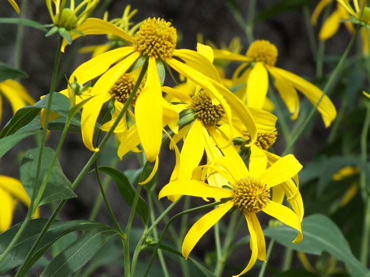 Rudbeckia dibedah, atau berpisah