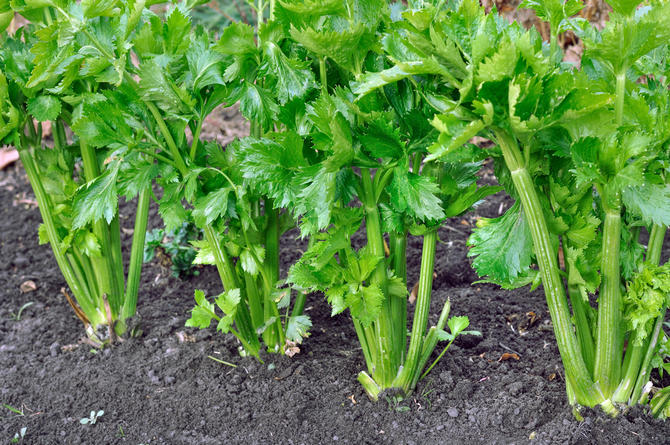 Växande stjälkad selleri i landet: plantering och vård, jordbruksteknik. Råd. Video