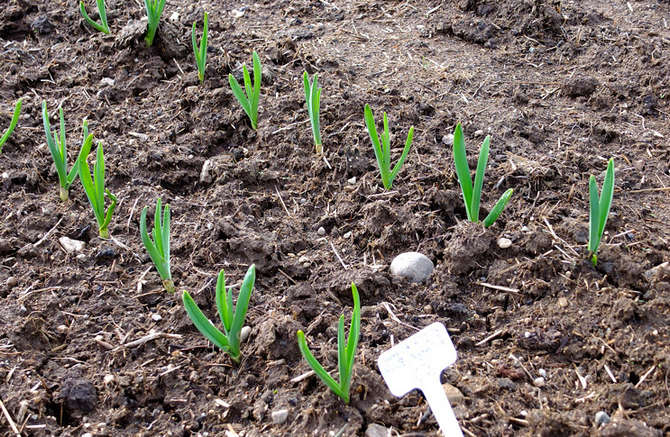 Plantering och odling av vårlök