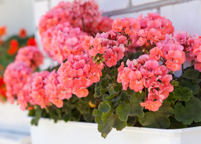 Geranium wangi adalah tanaman dalaman wangi yang mempunyai aroma yang berbeza bergantung pada ragamnya.