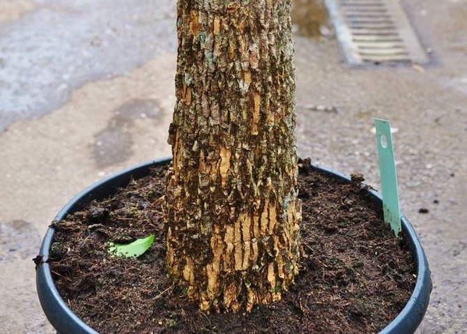 Du kan köpa jordblandning för att plantera heteropanax i en specialbutik eller förbereda den själv.