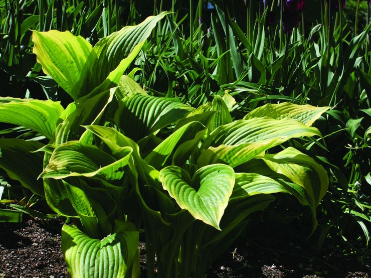 Hosta högt