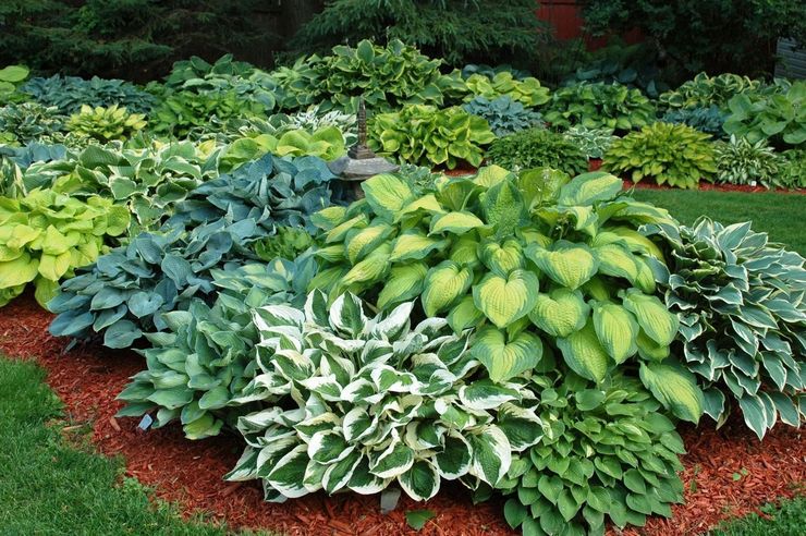 Hosta dalam reka bentuk landskap