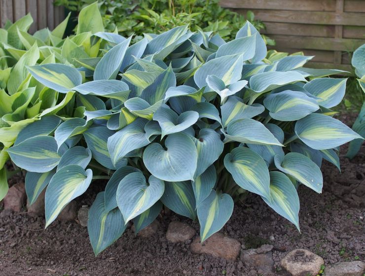 Hosta växt