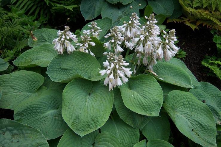 Hosta Siebold