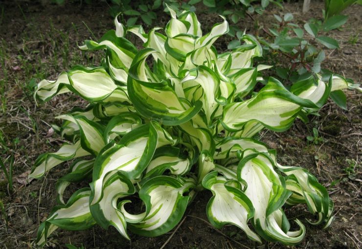 Hosta bergelombang