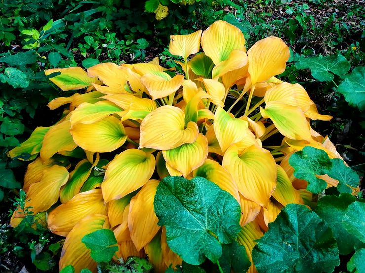 Hosta selepas berbunga