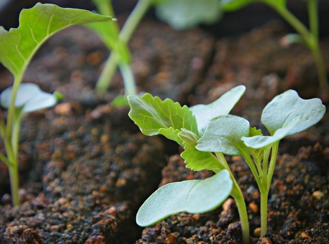 Sådd av frön och växande plantor