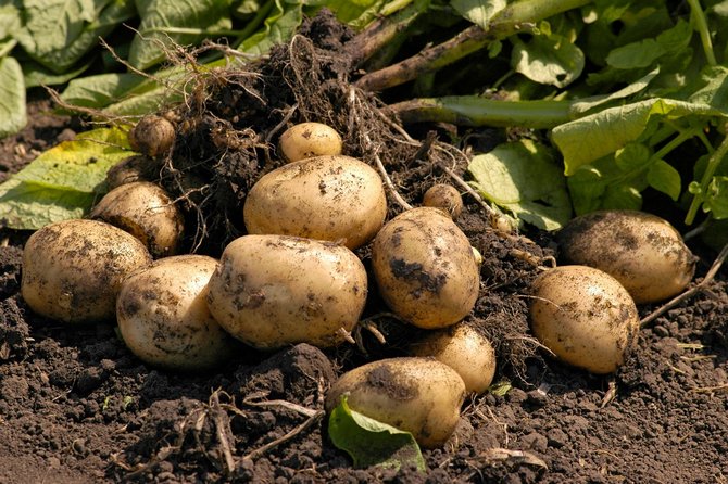 Odlar potatis enligt holländsk teknik i deras sommarstuga