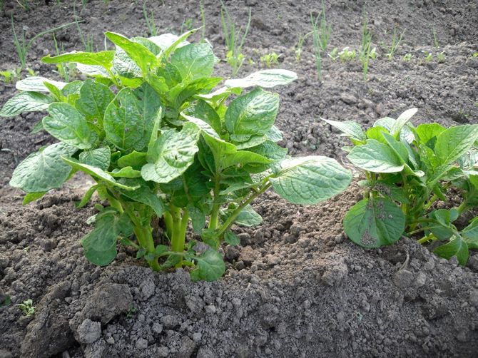 Odling av potatis med holländsk teknik