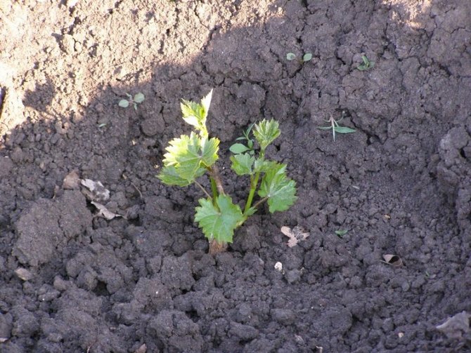 Plantering och odling av Kesha-druvor