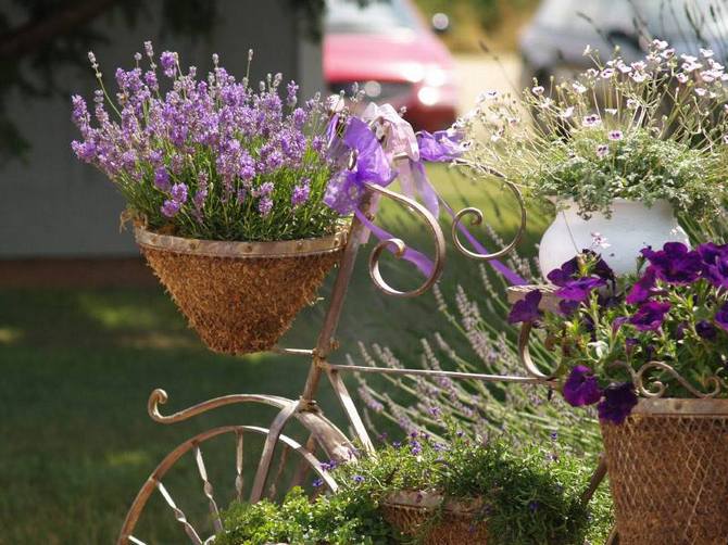 Den avslappnande doften av lavendel används i aromaterapisessioner.