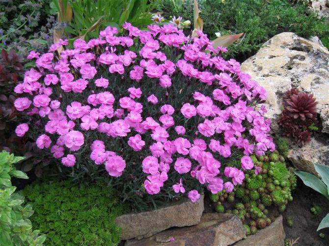 Välja en plats för blommor och färger av växter