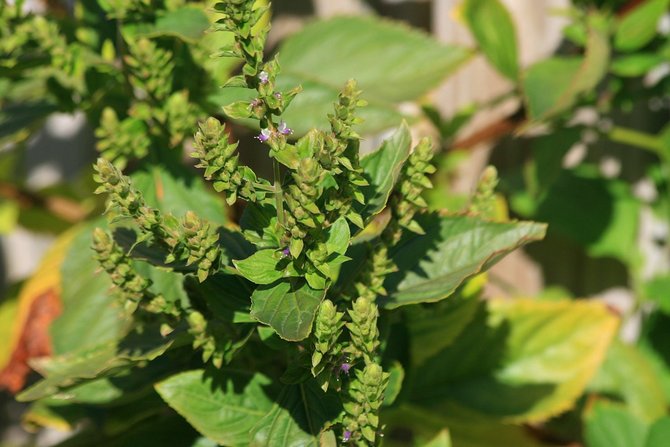 Den gamla patchouli-växten ser ut som en frodig buske och utstrålar en unik arom.