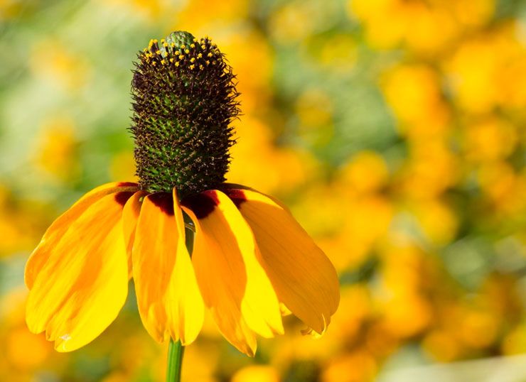 Rudbeckia omsluter