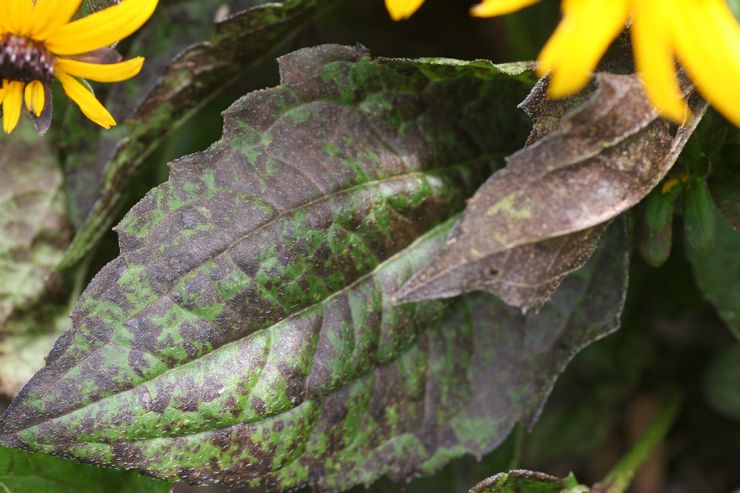 Skadedjur och sjukdomar i rudbeckia