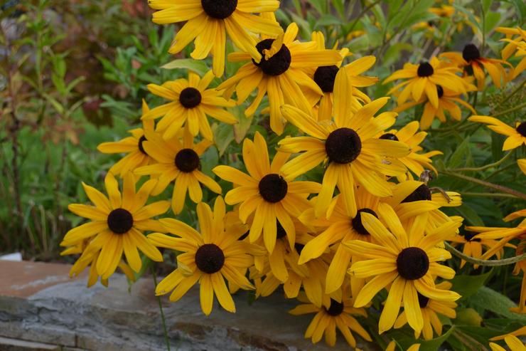 Skillnader mellan rudbeckia och echinacea