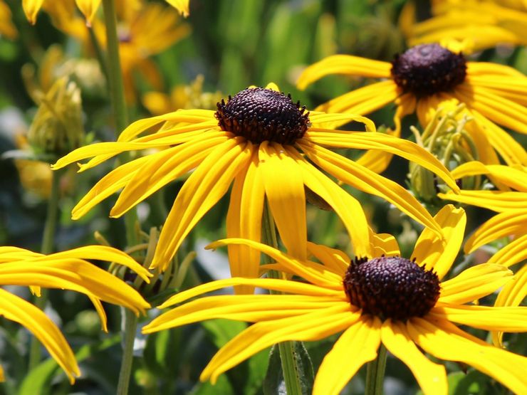 Rudbeckia lysande eller strålande