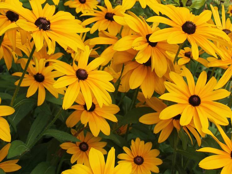 Rudbeckia hårig