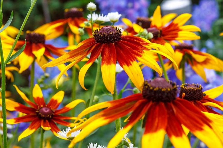 Hibrid Rudbeckia