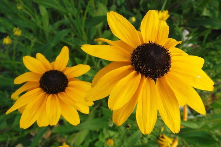 Jätte rudbeckia