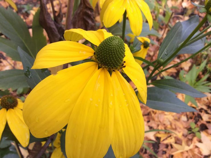 Rudbeckia berkilat