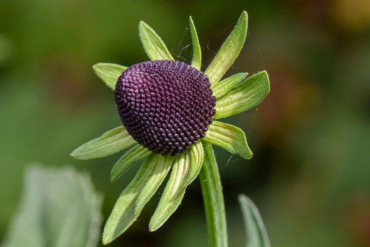 Västra rudbeckia