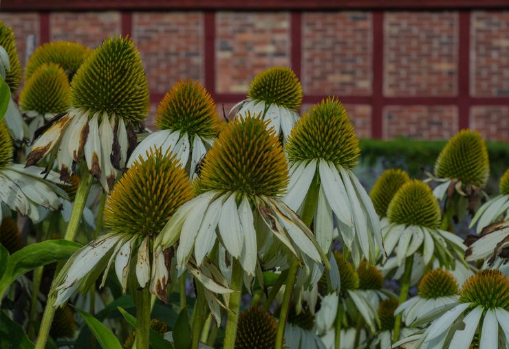 Rudbeckia selepas berbunga