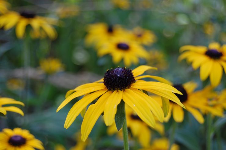 Rudbeckia är vacker eller vacker