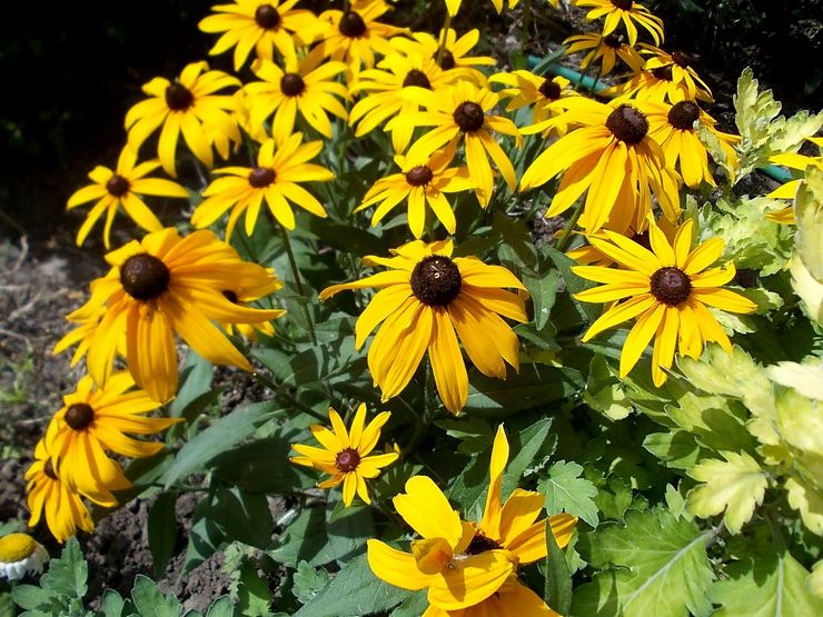 Rudbeckia transplantation