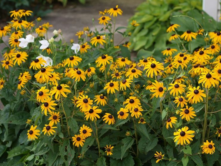 Rudbeckia vård