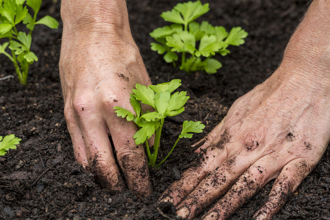 Förbereder för plantering av selleri