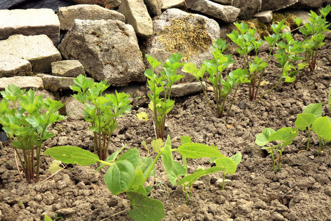 Plantering av selleriplantor i öppna sängar