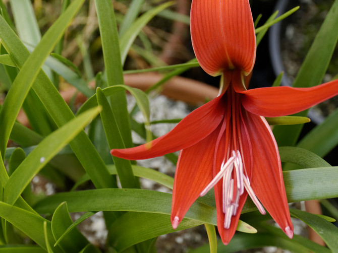 Sprekelia - penjagaan di rumah. Penanaman, pemindahan dan pembiakan Sprekelia. Penerangan. Gambar