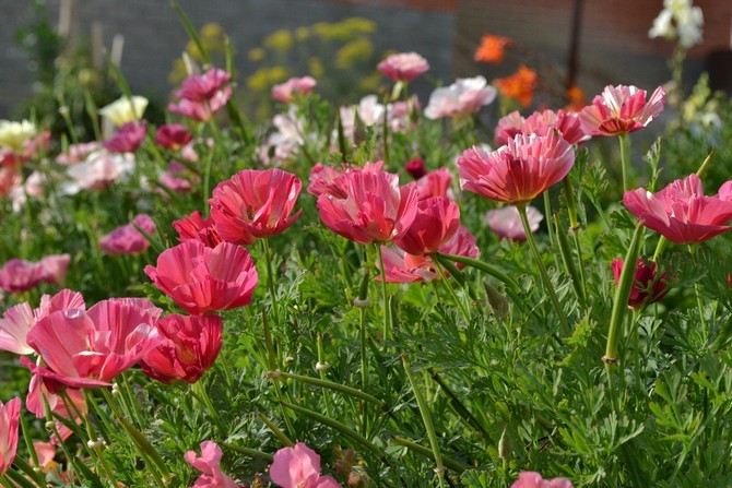 Medelstora årliga blommor