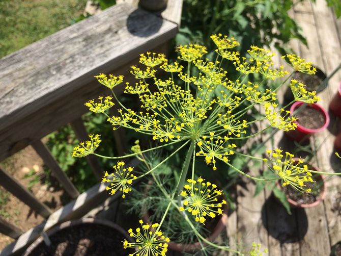 Dill - plantering och vård i det öppna fältet. Växande dill på vintern och våren. Tips, videor