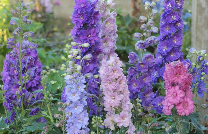 Höga blommande ettåriga