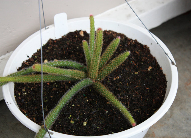 Dari bulan Mac hingga pertengahan musim panas, aporocactus diberi makan baja untuk kakti