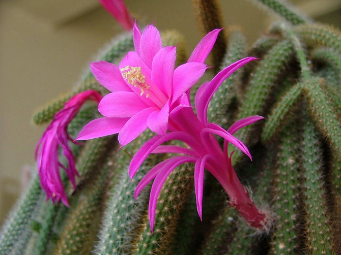 Aporocactus - penjagaan di rumah. Penanaman, pemindahan dan pembiakan Aporocactus. Penerangan, jenis. Gambar