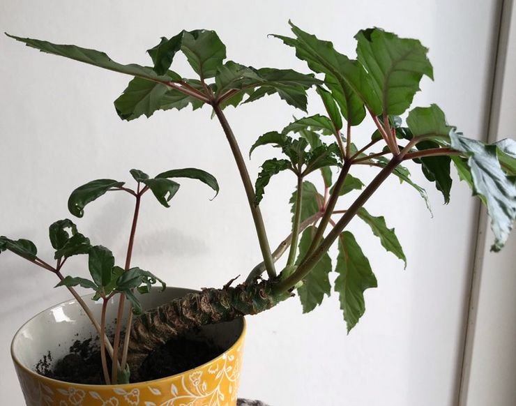 Caroline-leaved begonia