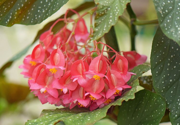 Begonia karang