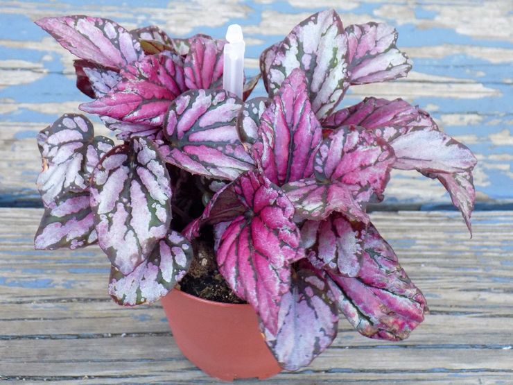 Begonia diraja