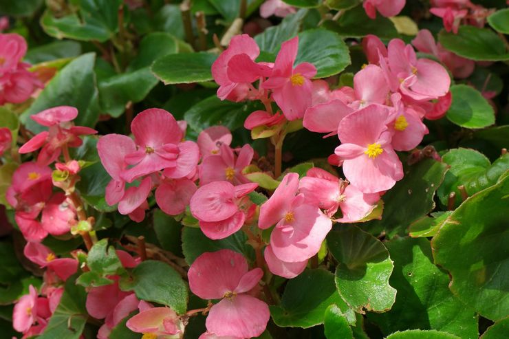 Ständigt blommande begonia