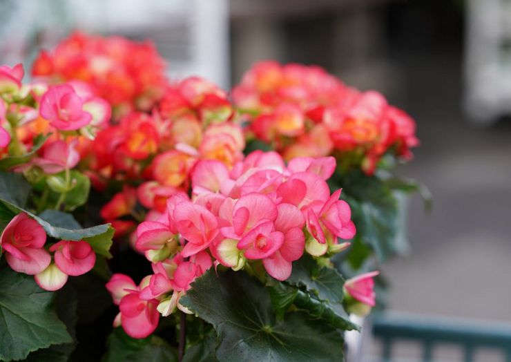 Begonia Elatior