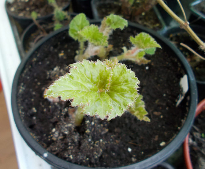 Sekurang-kurangnya tiga daun harus kekal di batang begonia yang sudah dipotong.