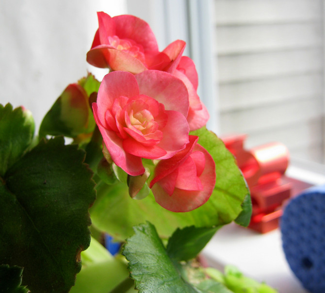 Penjagaan begonia di rumah