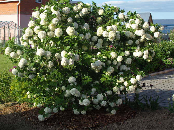 Funktioner av viburnum Buldenezh