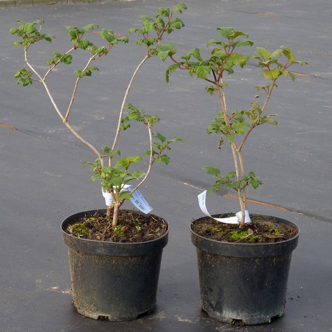 Hur man planterar viburnum Buldenezh