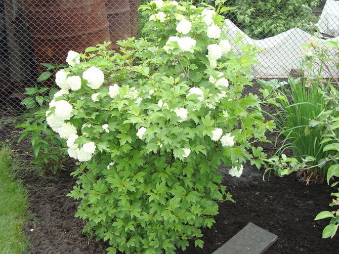 Penjagaan Viburnum Buldenezh